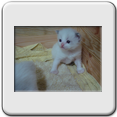 Macho Blue Bicolor N� 1 - RESERVADO