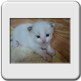 Macho Blue Bicolor N� 2 - RESERVADO